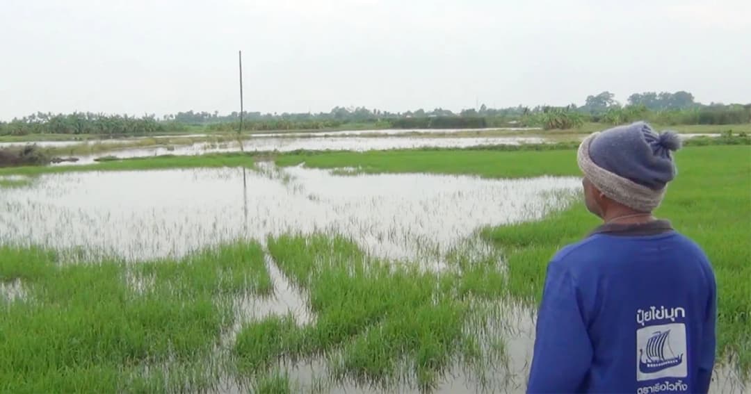 ชาวนาสุดระทม! ฝนถล่มน้ำท่วมนาข้าวออกรวง วอนหน่วยงานเกี่ยวข้องเร่งช่วยเหลือ