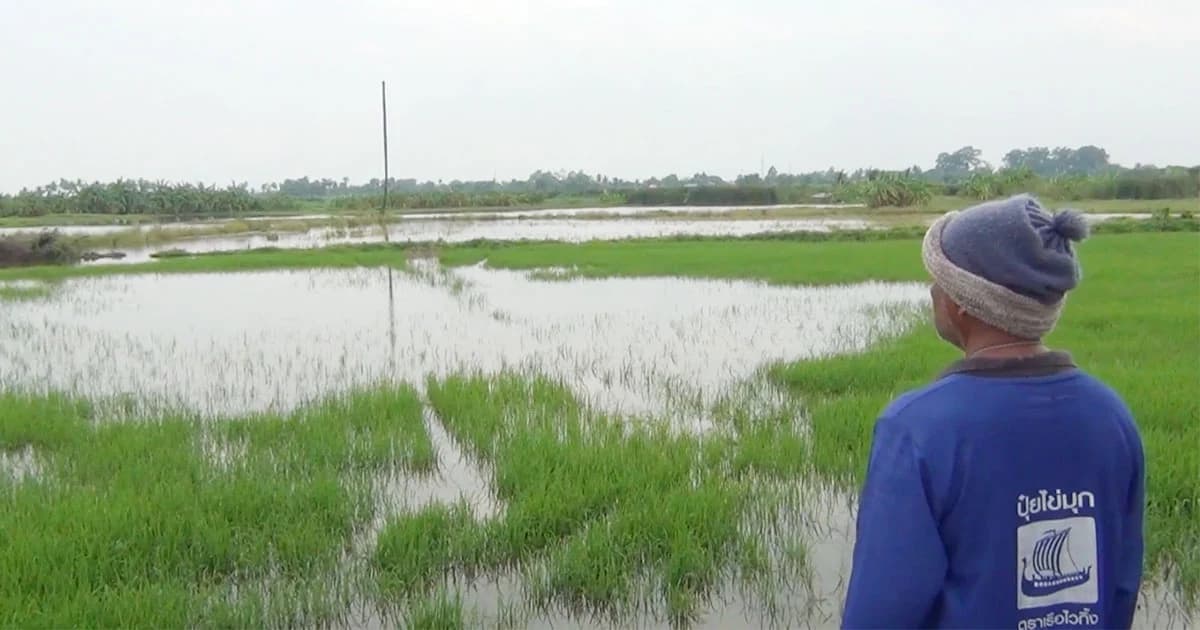 ชาวนาสุดระทม! ฝนถล่มน้ำท่วมนาข้าวออกรวง วอนหน่วยงานเกี่ยวข้องเร่งช่วยเหลือ