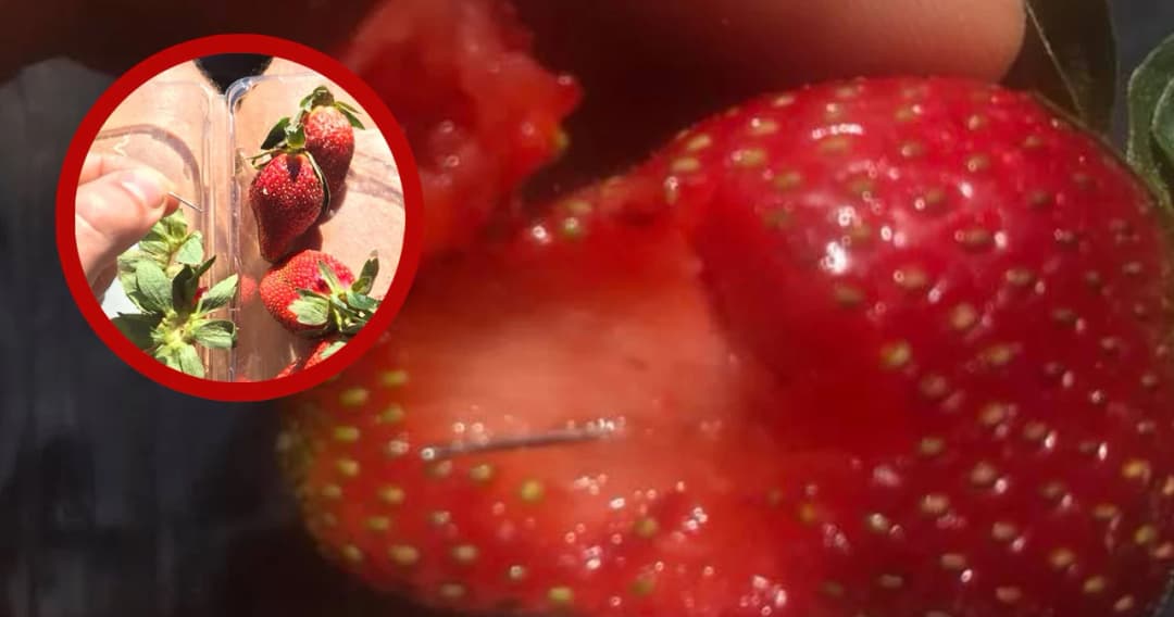สตรอว์เบอร์รีซ่อนเข็ม ออสเตรเลียวุ่นทั้งแผ่นดิน
