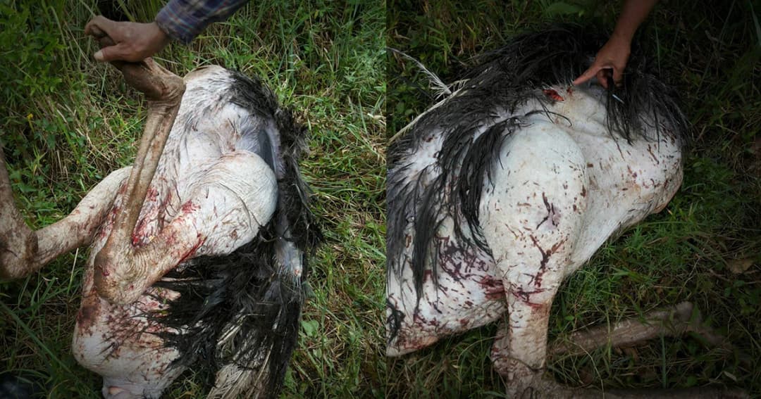 หมีจากอุทยานฯเขาใหญ่ บุกกัดนกกระจอกเทศชาวบ้านตาย