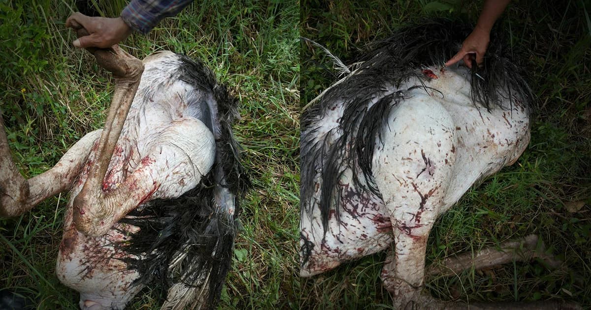 หมีจากอุทยานฯเขาใหญ่ บุกกัดนกกระจอกเทศชาวบ้านตาย