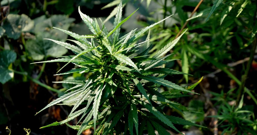 ป.ป.ส. ชี้แจงความคืบหน้าการอนุญาตให้ใช้กัญชาในการรักษาโรค รอ สนช.ไฟเขียว