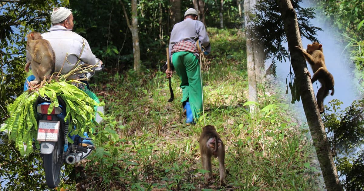 “แมะโวะ” เจ้าจ๋อแสนรู้แห่งยะลารับจ้างขึ้นต้นสะตอ