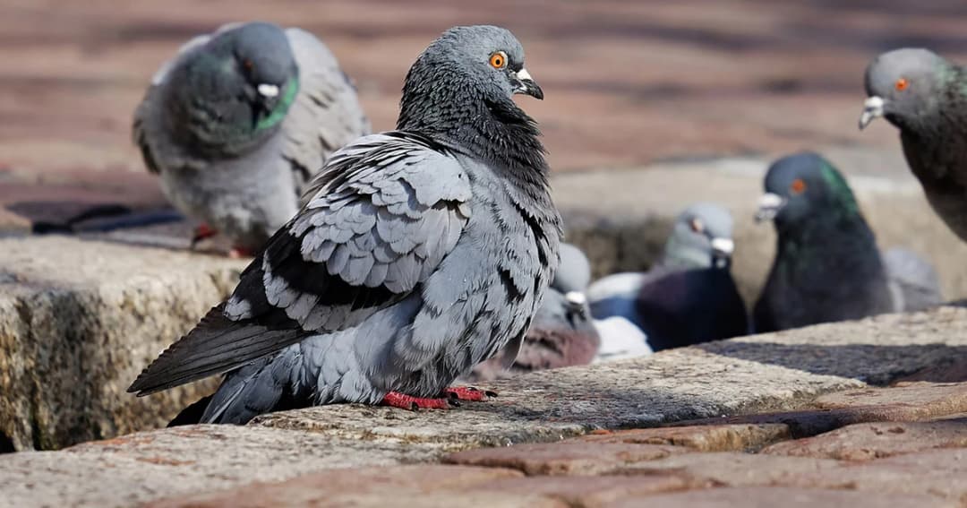 สธ.เตือน เด็กเล็ก-ผู้สูงอายุ เลี่ยงนกพิราบเสี่ยงติดเชื้อราในมูลนก