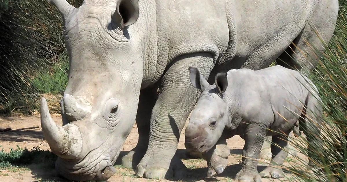 ‘วันแรดโลก’ 22 ก.ย. ขอหนึ่งวัน ตระหนักถึงการอนุรักษ์แรด