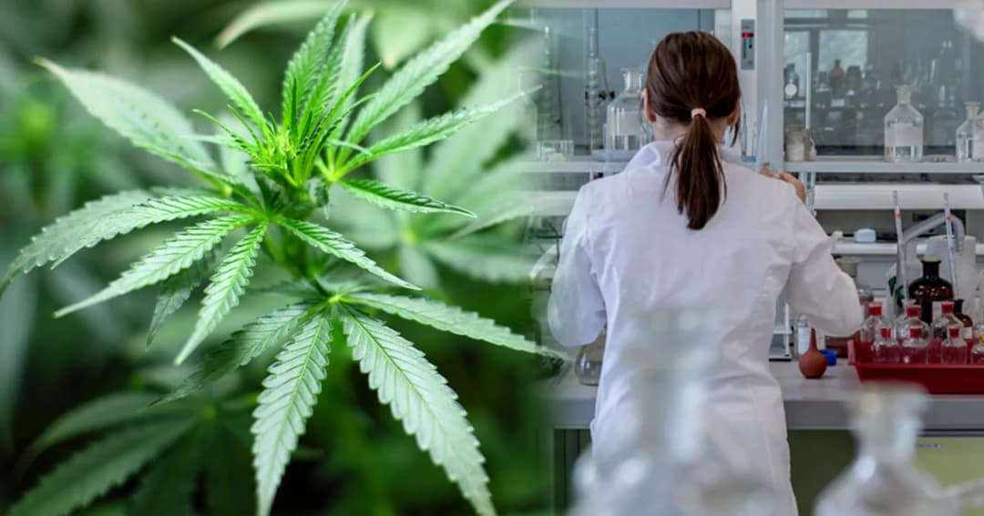 “ประจิน” คาดผลศึกษากัญชาทางการแพทย์เสร็จ ต้น ต.ค.นี้ ปัดชงใช้ ม.44 ปลดล็อก