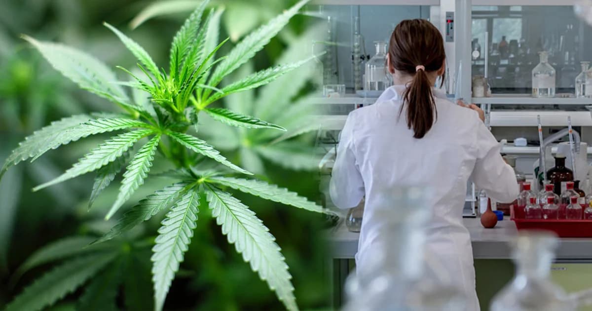 “ประจิน” คาดผลศึกษากัญชาทางการแพทย์เสร็จ ต้น ต.ค.นี้ ปัดชงใช้ ม.44 ปลดล็อก