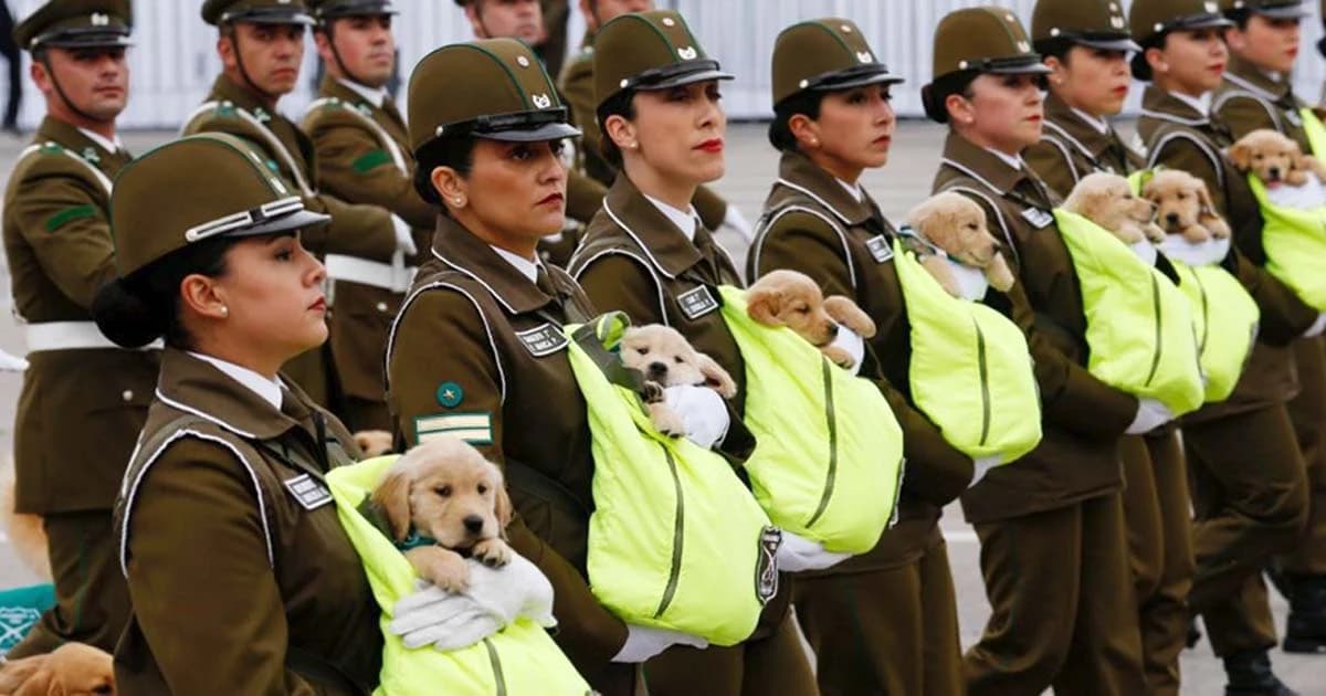 น่ารักขโมยซีน! น้องใหม่หน่วยสุนัขตำรวจชิลี ร่วมพิธีสวนสนาม