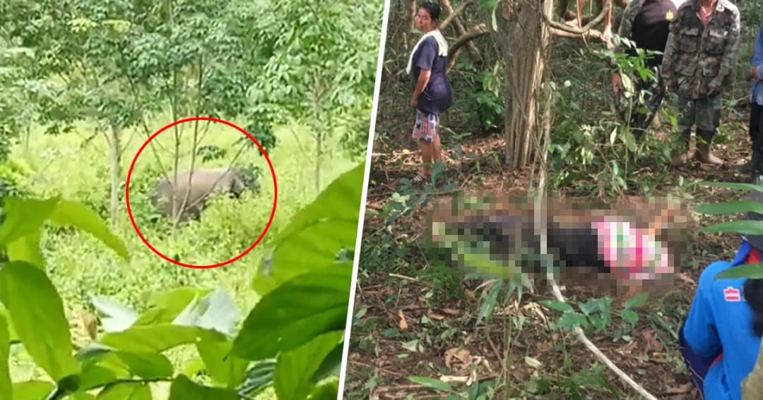 หนุ่มใหญ่เข้าป่าหาด้วงไม่ไผ่ ถูกช้างป่าภูหลวงไล่เหยียบดับอนาถ