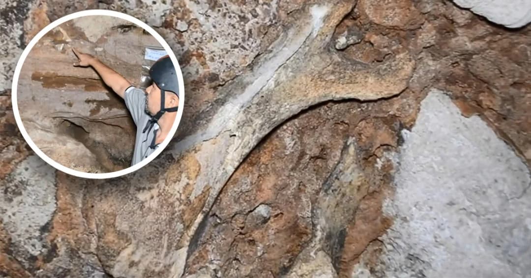 พบซากฟอสซิลไฮยีน่า-แรดชวาโบราณ อายุกว่า 7 แสนปี ที่กระบี่