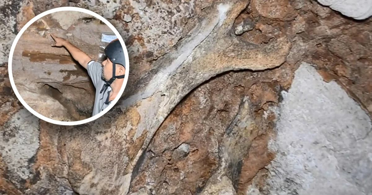 พบซากฟอสซิลไฮยีน่า-แรดชวาโบราณ อายุกว่า 7 แสนปี ที่กระบี่