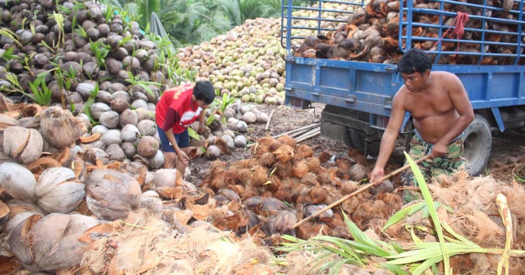 ฟังเสียงชาวสวนมะพร้าวราคาตก-ล้งแบกรับ 10 ล้านผล วอนรัฐชะลอนำเข้า
