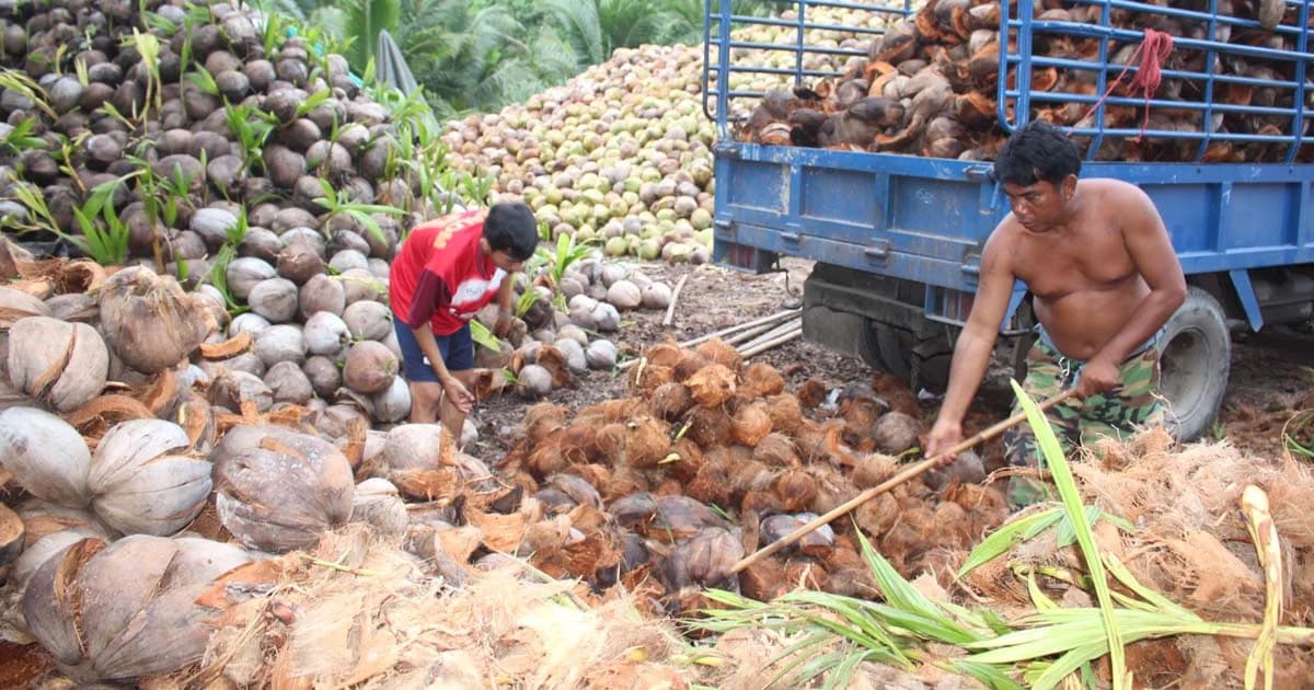 ฟังเสียงชาวสวนมะพร้าวราคาตก-ล้งแบกรับ 10 ล้านผล วอนรัฐชะลอนำเข้า