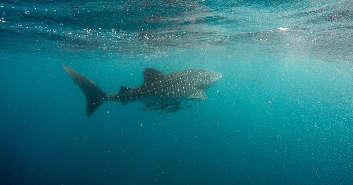 ทะเลไทยยังสมบูรณ์ ฉลามวาฬ 4 ตัวโผล่อวดโฉมทะเลประจวบฯ