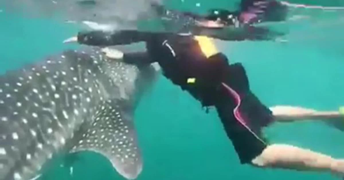 โซเชียลถล่มยับ! กลุ่มนักท่องเที่ยวอัดคลิปขี่หลังฉลามวาฬ