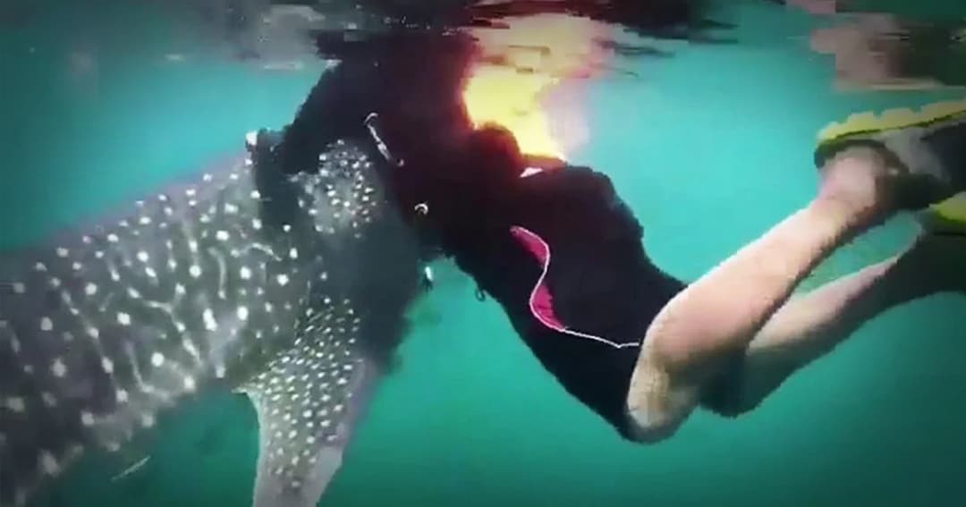 กลุ่มเจ็ตสกีโพสต์ขอโทษขี่หลังฉลามวาฬทะเลชุมพร