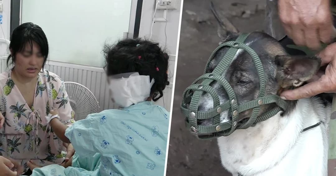 จับ ‘หมาโหด’ ขย้ำเด็ก 4 ขวบ หูขาด ล่ามโซ่-ใส่ตะกร้อครอบปาก หวั่นอันตราย