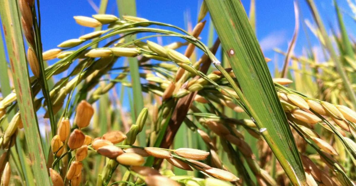 ธกส.ขยายเวลาพักชำระหนี้เกษตรกร