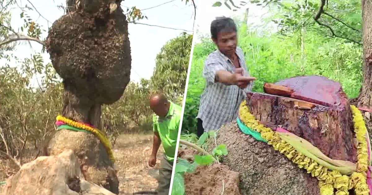 โจรแสบ! ย่องตัดต้นประดู่คล้ายเศียรพระ เชื่อเอาไปทำมนต์ดำ