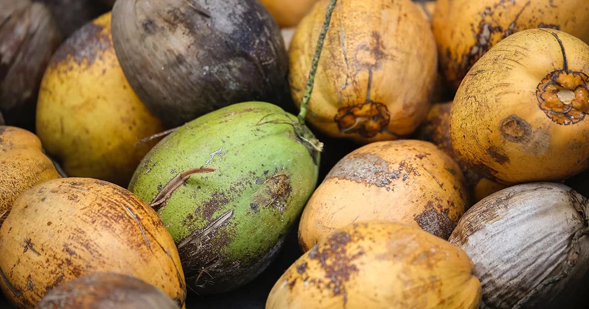 มะพร้าวเถื่อนทะลัก กระทบมะพร้าวไทยราคาตก เหลือลูกละ 4 บาท