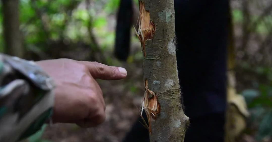 เร่งไล่ล่าพรานป่ายิง จนท.ภูหินร่องกล้า จ.พิษณุโลก