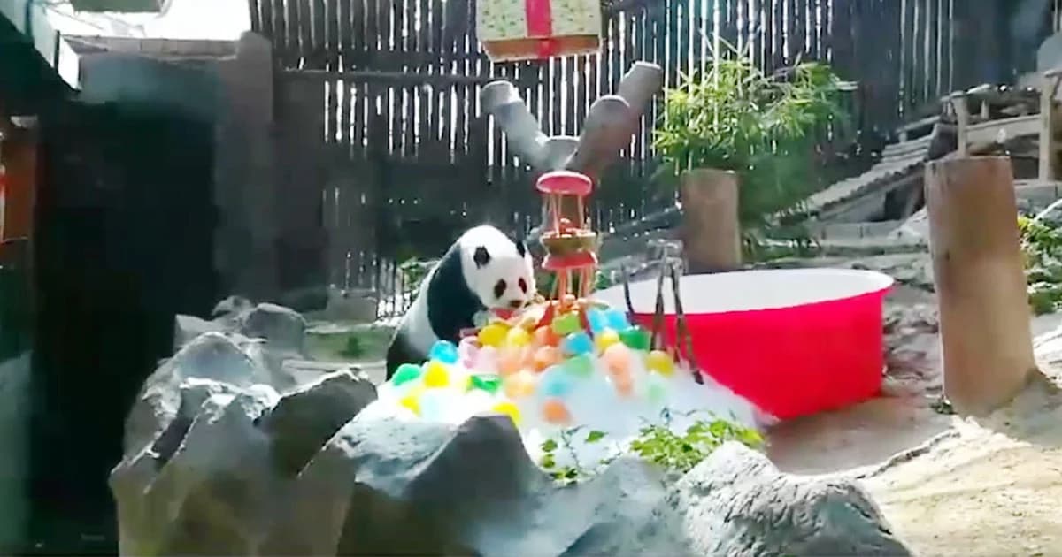 สวนสัตว์เชียงใหม่ จัดเค้กน้ำแข็งฉลองวันเกิด “แพนด้าหลินฮุ่ย” อายุครบ 17 ปี