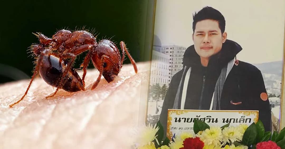 ครอบครัวเผย หนุ่มสวนลำไยเสียชีวิต เพราะถูกมดตะนอยต่อย
