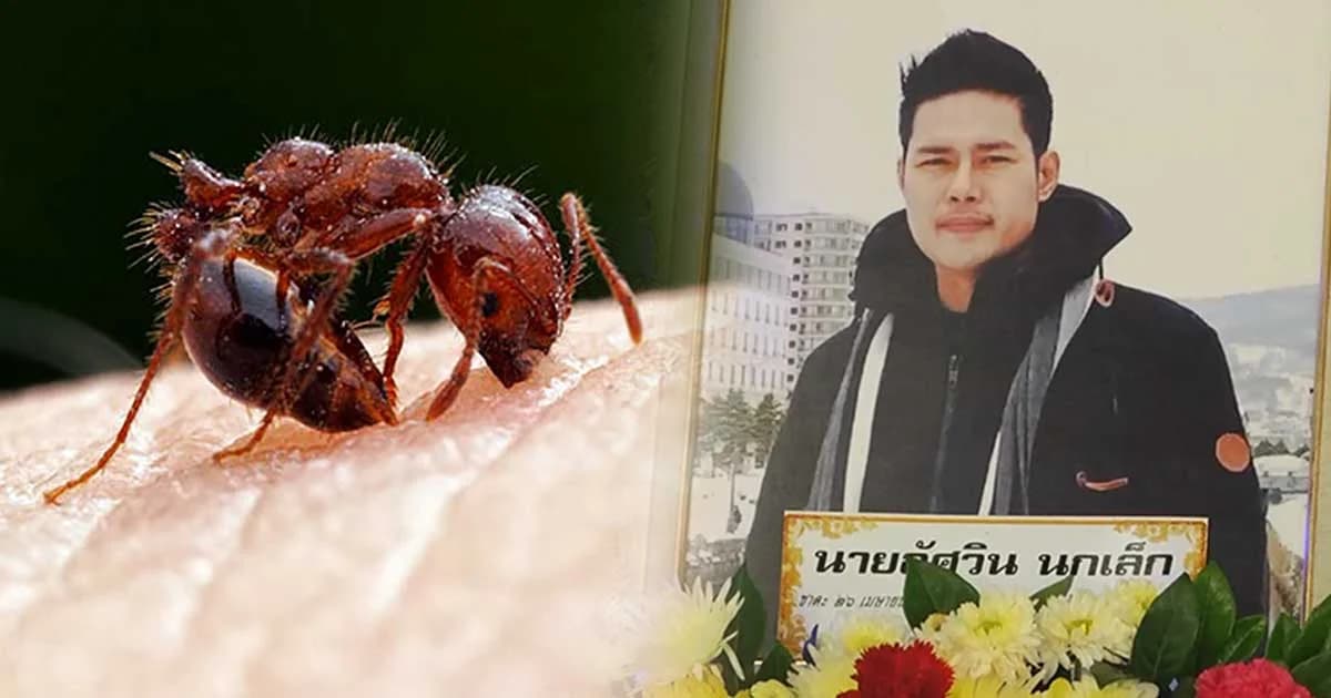 ครอบครัวเผย หนุ่มสวนลำไยเสียชีวิต เพราะถูกมดตะนอยต่อย