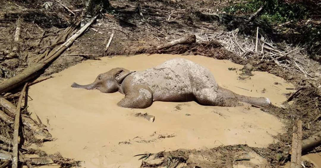 ลูกช้างวัย 2 ปี พลัดตกหนองน้ำ นาน 2 วัน จนท.พบเร่งช่วยทัน