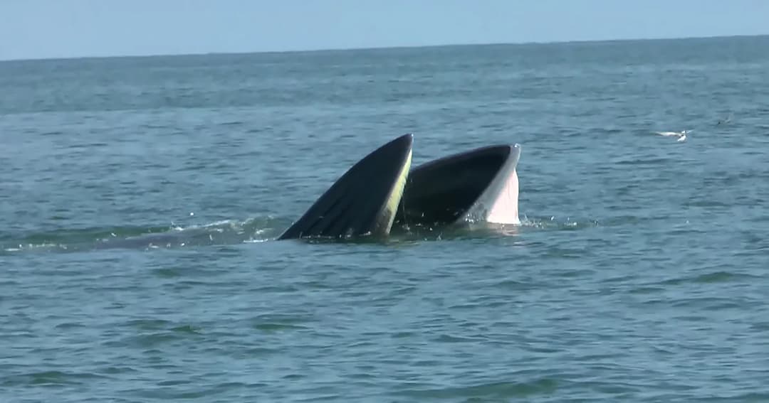 เตรียมสำรวจ ‘วาฬบรูด้า’ ที่ทะเลเพชรบุรี ก่อนเปิดเทศกาลชมวาฬทานปู