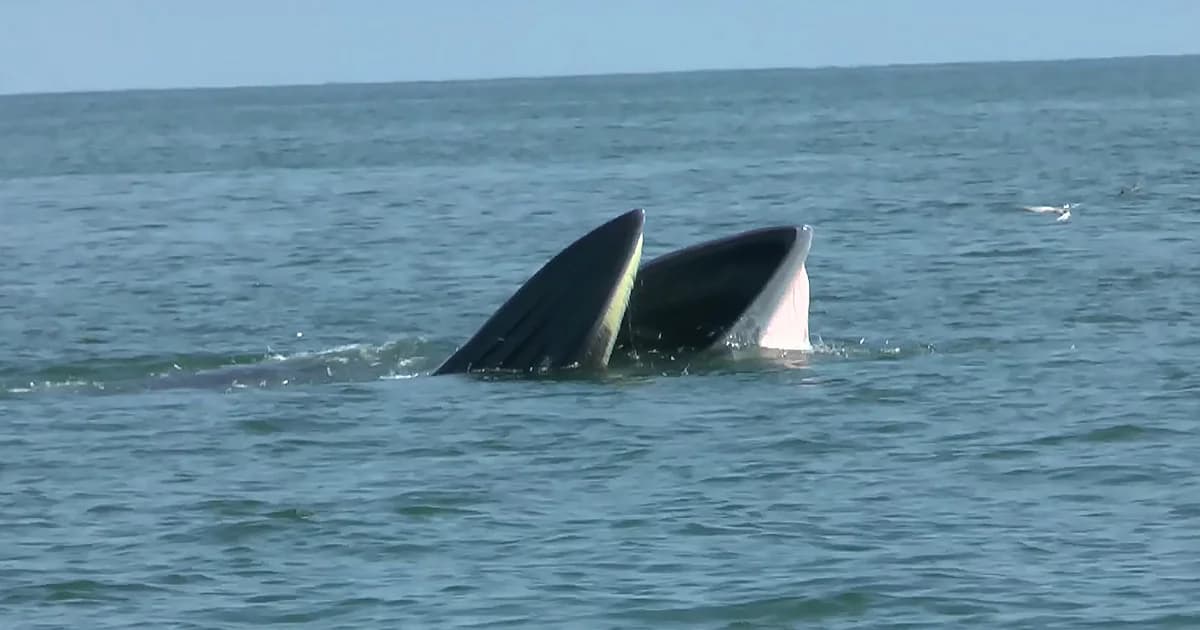 เตรียมสำรวจ ‘วาฬบรูด้า’ ที่ทะเลเพชรบุรี ก่อนเปิดเทศกาลชมวาฬทานปู