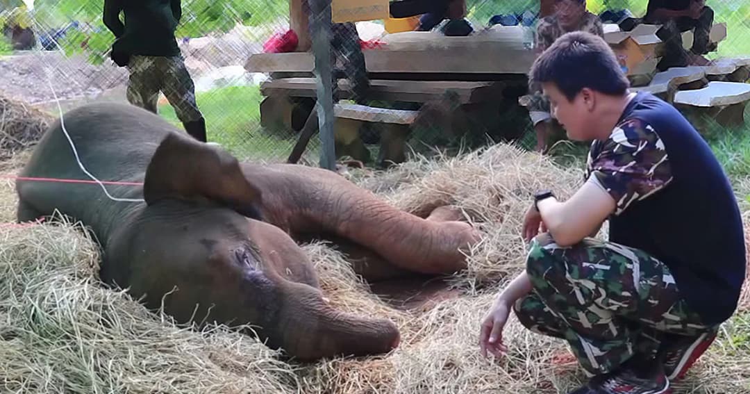 “เจ้าด้วน” ลูกช้างตกหนองน้ำ 2 วัน อาการดีขึ้นแต่ยังต้องให้น้ำเกลือ