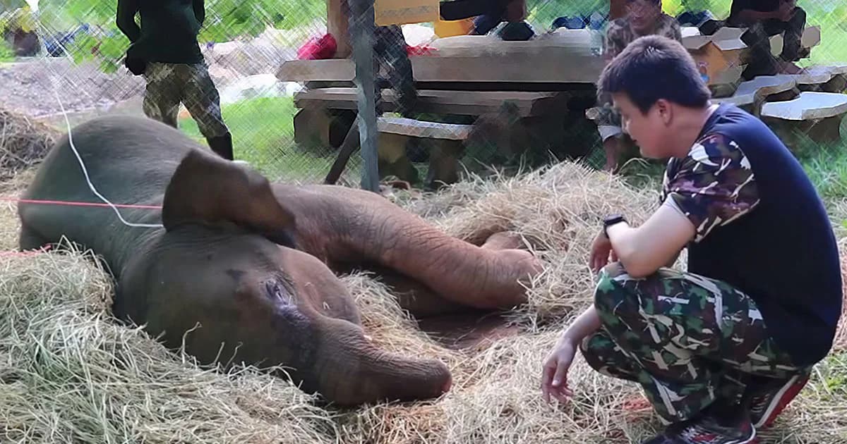 “เจ้าด้วน” ลูกช้างตกหนองน้ำ 2 วัน อาการดีขึ้นแต่ยังต้องให้น้ำเกลือ