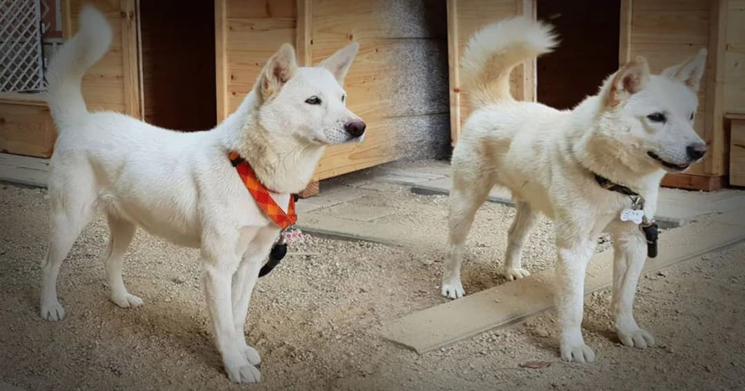 “คิม จอง อึน” มอบสุนัขล่าสัตว์ 2 ตัว ให้ผู้นำเกาหลีใต้