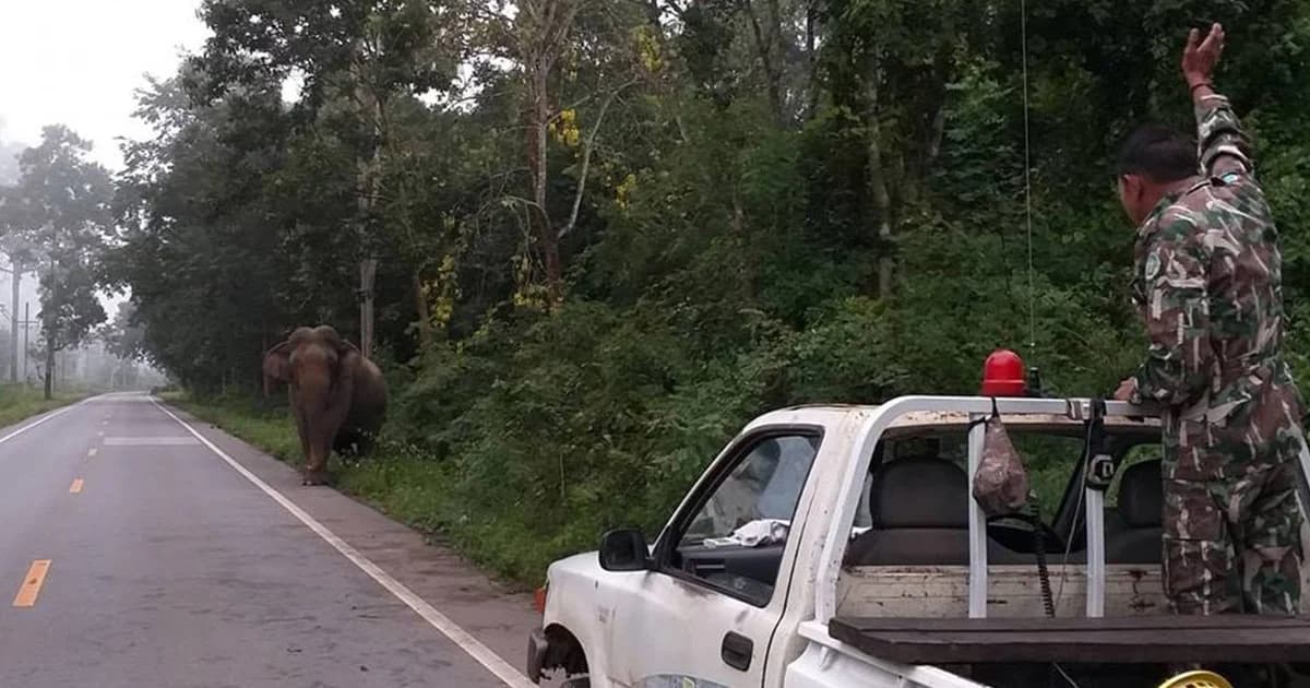 ช้างชนช้าง! อุทยานแห่งชาติแก่งกระจาน เตือนประชาชนให้ระวังช้างป่าตกมัน
