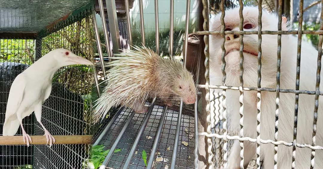 บุกค้นบริษัทเอกชน ย่านบางนา พบลอบสะสมสัตว์ป่าคุ้มครอง ‘สีเผือก’ เพียบ