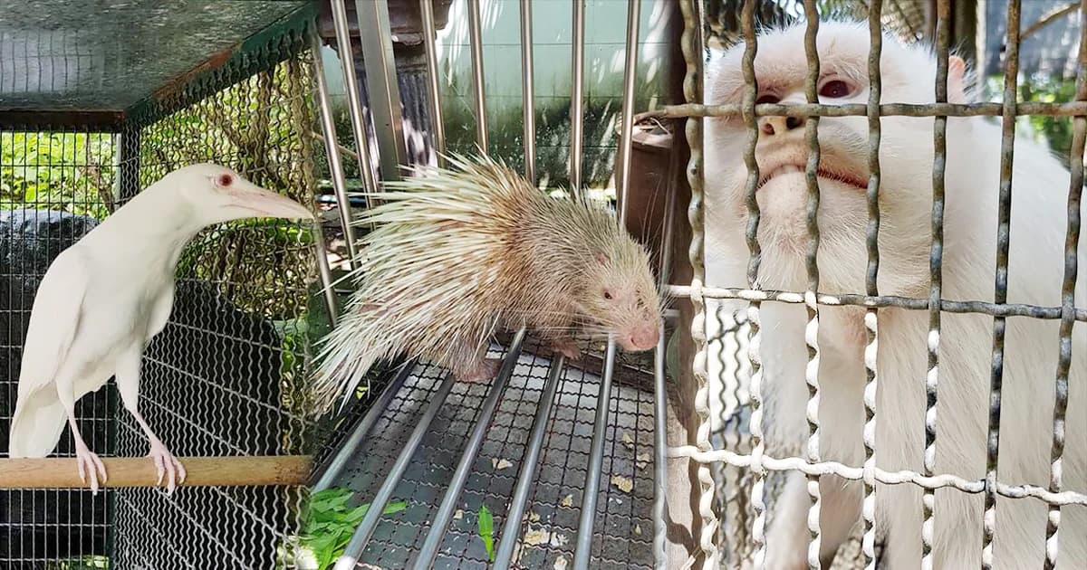 บุกค้นบริษัทเอกชน ย่านบางนา พบลอบสะสมสัตว์ป่าคุ้มครอง ‘สีเผือก’ เพียบ