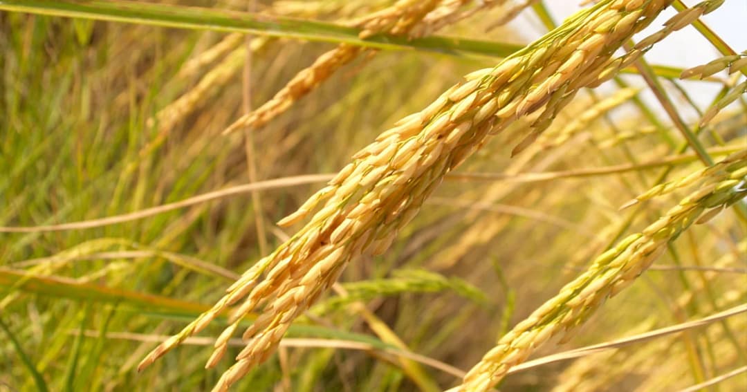 ส่งออกข้าวไทยเกินเป้า 11 ล้านตัน ขยายตลาดจีน-ฮ่องกง-สิงคโปร์