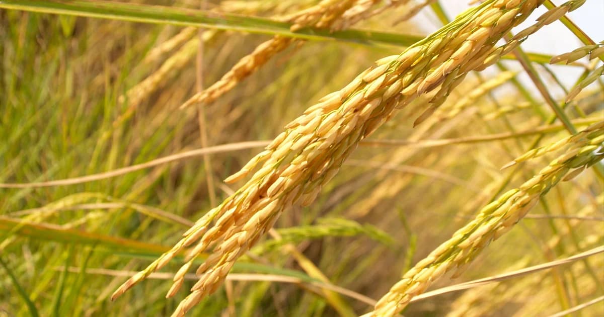 ส่งออกข้าวไทยเกินเป้า 11 ล้านตัน ขยายตลาดจีน-ฮ่องกง-สิงคโปร์