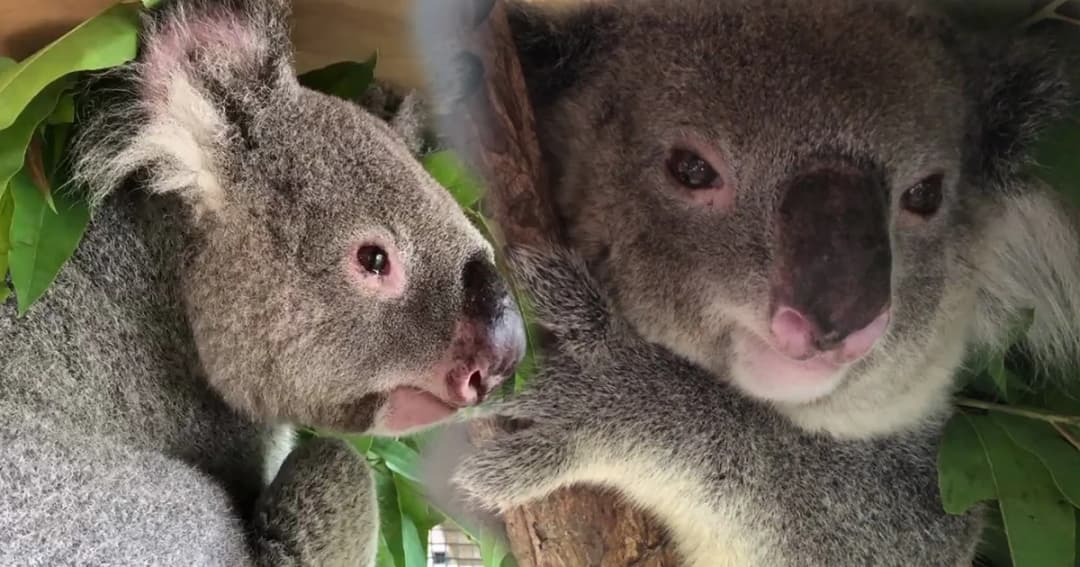 สวนสัตว์เชียงใหม่ต้อนรับสองโคอาล่ากลับบ้าน หลังสวนสัตว์ดุสิตปิดตัว