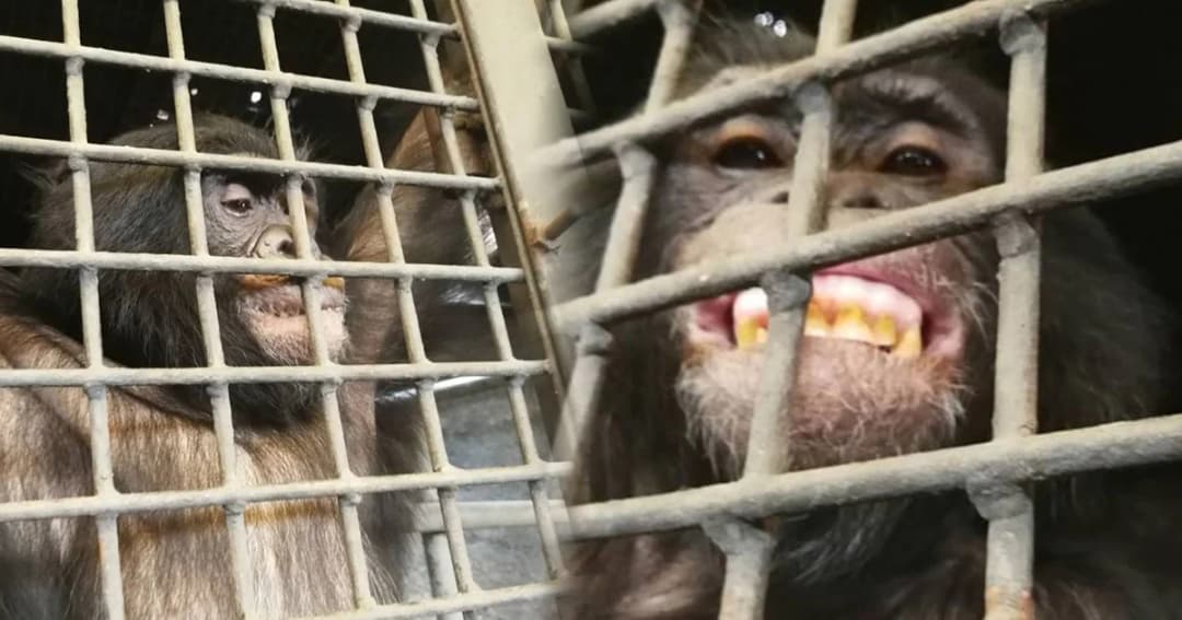 ถอนอายัด ‘ชิมแปนซี” แคระตัวเดียวในประเทศไทยในสวนสัตว์พาต้า