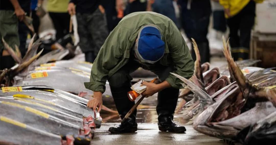 ‘ญี่ปุ่น’ เริ่มย้ายตลาดปลา ‘ซึกิจิ’ แล้ว ปิดตำนาน 83 ปี ก่อนย้ายไปที่ใหม่