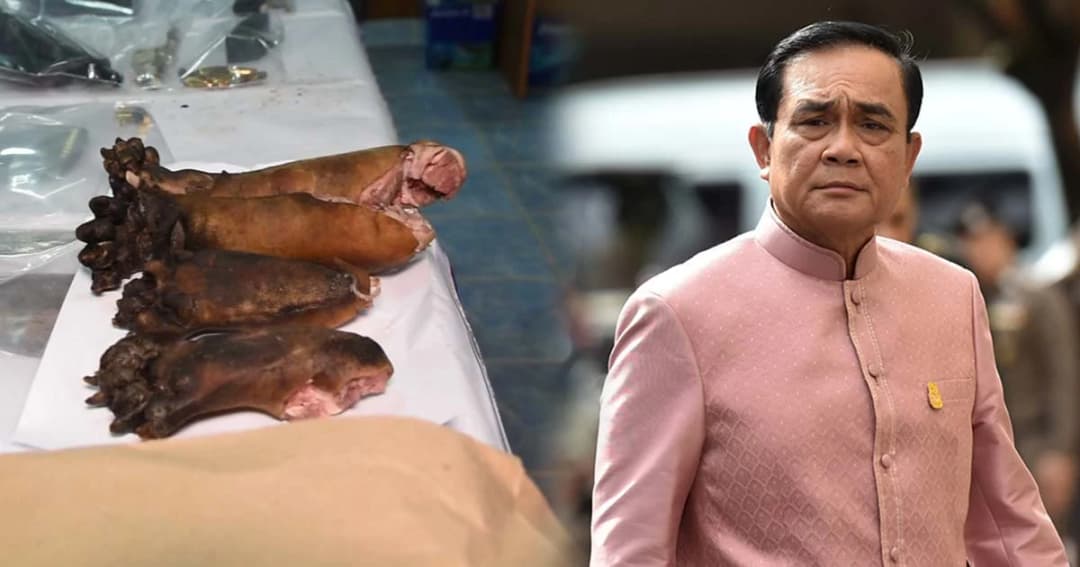 ศรีสุวรรณ จี้ผู้ว่าฯ กาญจน์ ไล่ออก “ปลัด-อส.” ร่วมแก๊งล่าหมีขอ-นายกฯ ปัดตอบ