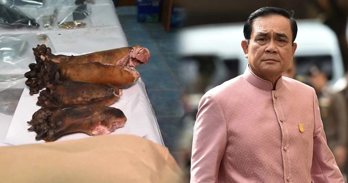 ศรีสุวรรณ จี้ผู้ว่าฯ กาญจน์ ไล่ออก “ปลัด-อส.” ร่วมแก๊งล่าหมีขอ-นายกฯ ปัดตอบ