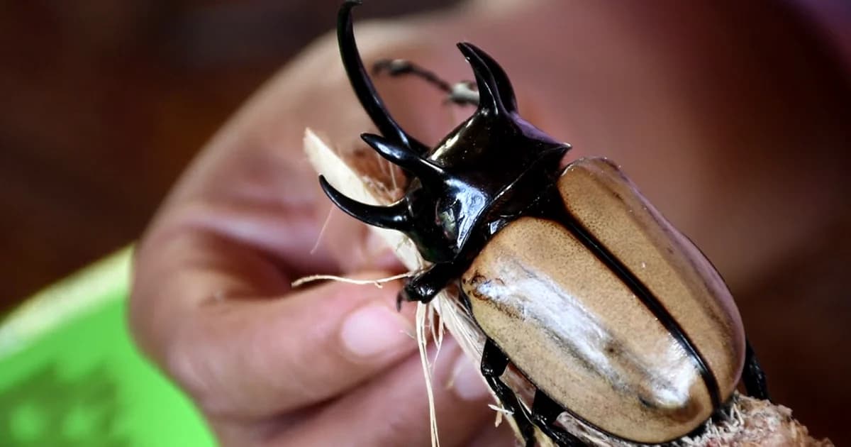 หายาก ‘ด้วงกว่าง 5 เขา’ จ.อุตรดิตถ์ นักวิชาการสั่งจองเพื่อศึกษา