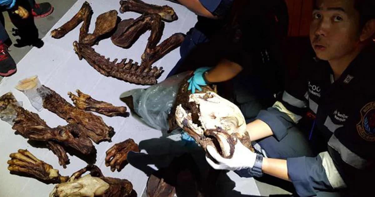 จับต่างด้าวขน ‘ซากเสือ’ นั่งรถทัวร์ เตรียมส่งเวียดนาม