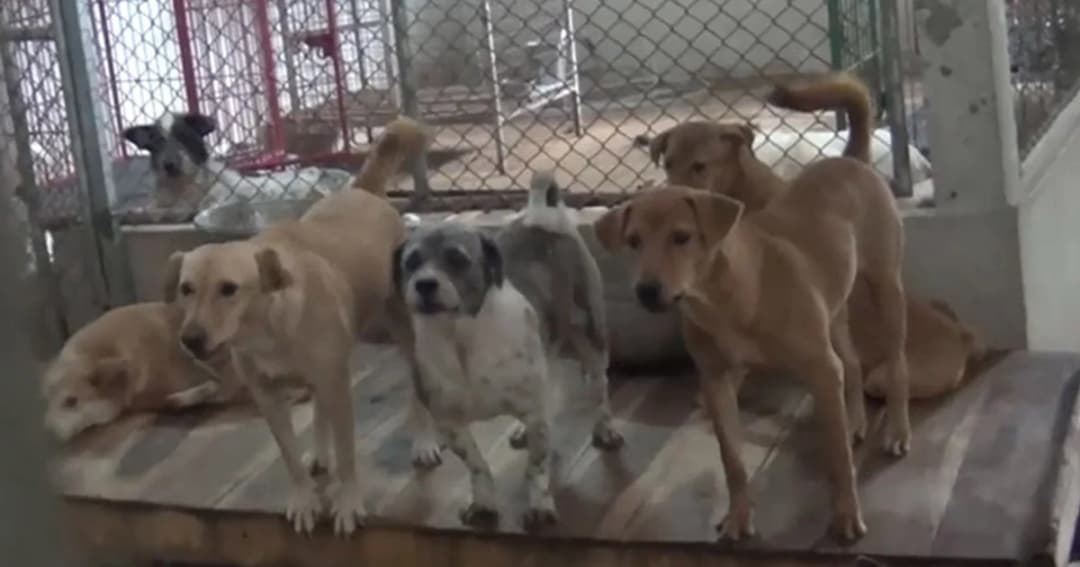 พระเเนะ ก.ม.ขึ้นทะเบียนสัตว์เลี้ยง ต้องมีทางออกให้ ปชช. หวั่นหมา-เเมว ถูกปล่อยวัดเพิ่ม