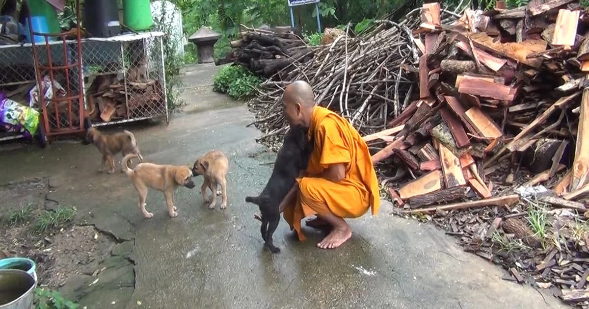 เจ้าอาวาส วัดเวฬุวนาราม สนับหนุนขึ้นทะเบียน หมา-แมว