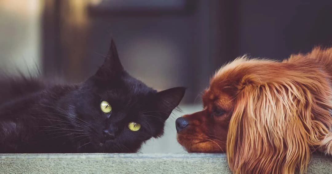 นายกฯ สั่งทบทวนรายละเอียดค่าปรับ “ร่างพ.ร.บ. หมาแมว”