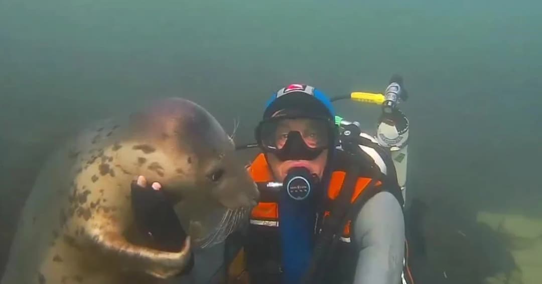 แมวน้ำเกาะติด ไม่ยอมให้นักดำน้ำว่ายไปไหน